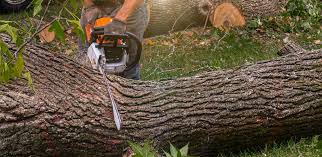 English Creek, NJ Tree Services Company